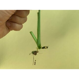Syngonium podophyllum Mottled Arrowhead Cutting