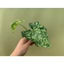 Syngonium podophyllum Mottled Arrowhead Cutting