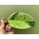 Ficus Shivereana Moonshine Ableger selten