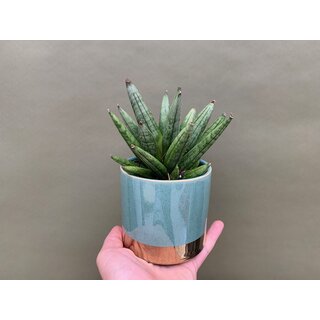 Sansevieria hedgehog