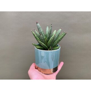 Sansevieria hedgehog