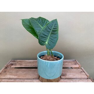 Anthurium veitchii M The King