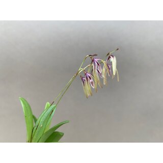 Pleurothallis bocainensis