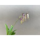 Pleurothallis bocainensis