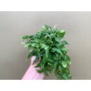 Microgramma lycopodioides