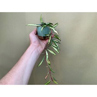 Hoya wayetii tricolor variegata Babyplant