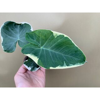 Xanthosoma variegata Mickey Mouse Selten