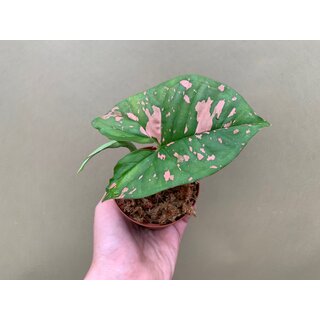 Syngonium Pink Splash Allusion