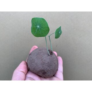 Stephania erecta Knolle 7-9cm