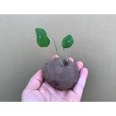 Stephania erecta Knolle 7-9cm