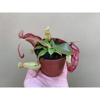 Nepenthes ventricosa x maxima