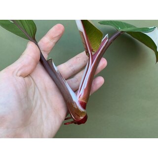 Philodendron White Knight Ableger