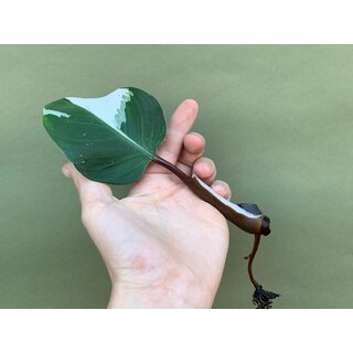 Philodendron White Knight Ableger
