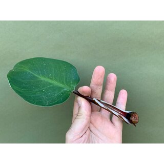 Philodendron White Knight Cutting
