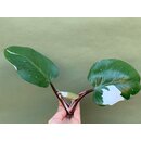 Philodendron White Knight Ableger