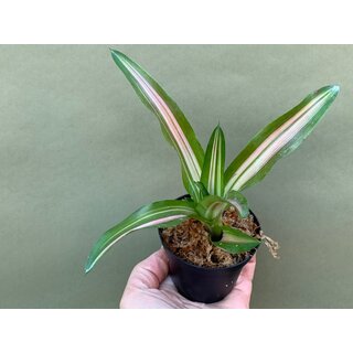 Neoregelia Bambi