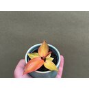 Philodendron Red Sun Babyplant