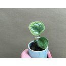 Scindapsus pictus Babyplant