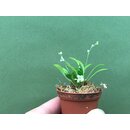 Stelis hirtella