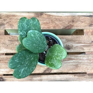Hoya Kerri Splash