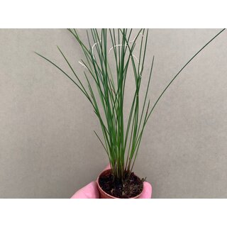 Dendrochilum tenellum