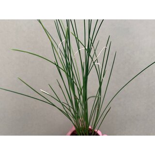 Dendrochilum tenellum