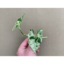 Syngonium Mottled Arrowhead 1 leave Cutting