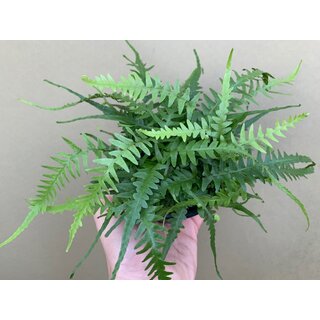 Asplenium spec. Costa Rica NEU
