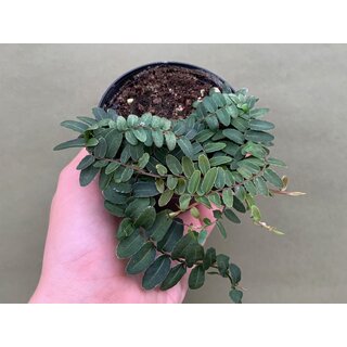 Marcgravia spec. Peru NEU