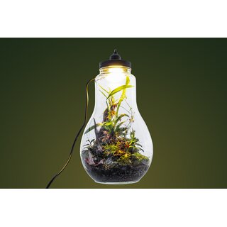 Jungle Bowl