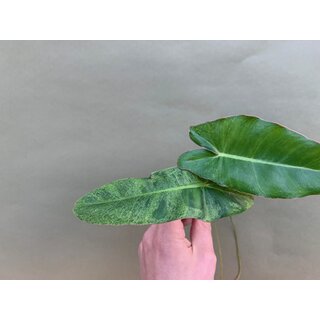 Philodendron Paraiso Verde variegata Ableger