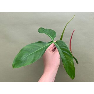 Philodendron Tripartitum Cutting