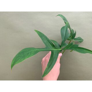 Philodendron Glad Hands Cutting