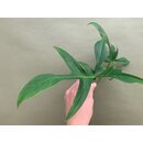 Philodendron Glad Hands Cutting