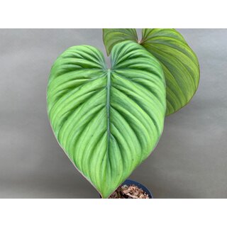 Philodendron spec. Silver NEW