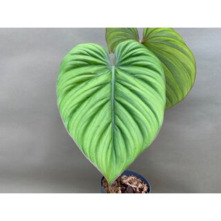 Philodendron spec. Silver NEW