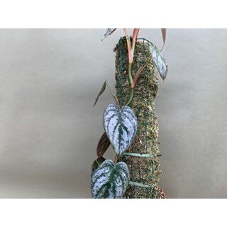 Bens Jungle Base L