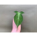 Philodendron camposportoanum Cutting