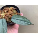 Philodendron Burle Marx Fantasy Cutting