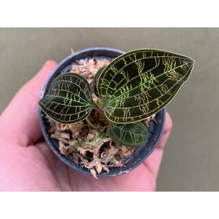 Macodes petola Dark Form