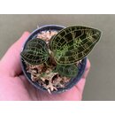 Macodes petola Dark Form
