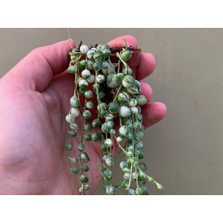 Senecio rowleyanus string of pearls Variegata Babyplant ( Erbsenpflanze)