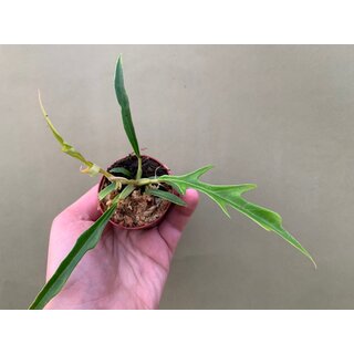 Philodendron tortum Babyplant