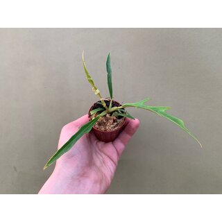 Philodendron tortum Babyplant