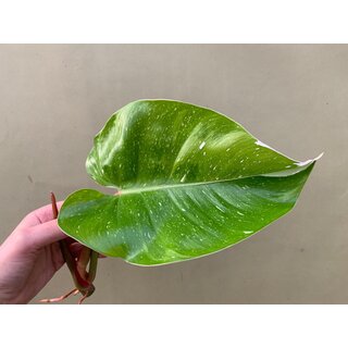 Philodendron White Princess Ableger