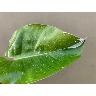 Philodendron White Princess Ableger