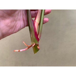 Philodendron White Princess Cutting