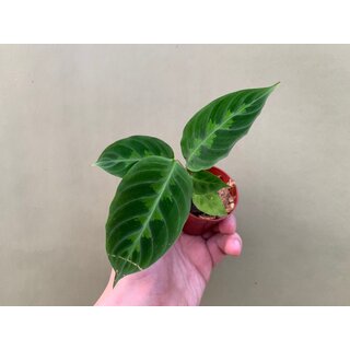 Calathea Warscewiczii Babyplant
