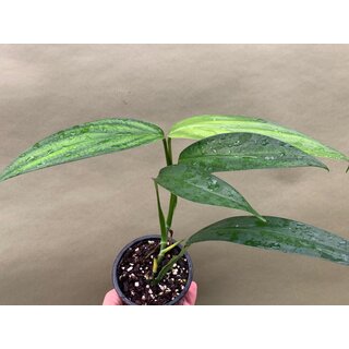 Epipremnum amplissimum Silver Leaf