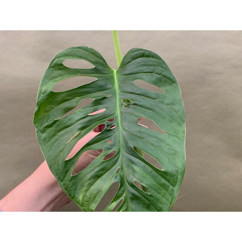 monstera-monkey-leaf-ableger-9-90